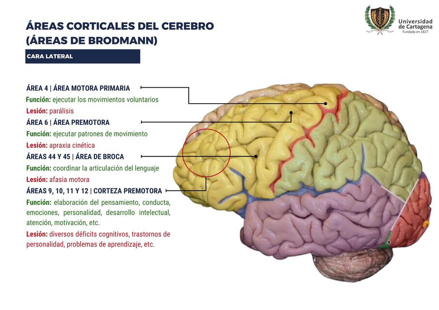 Clase 8 reas corticales