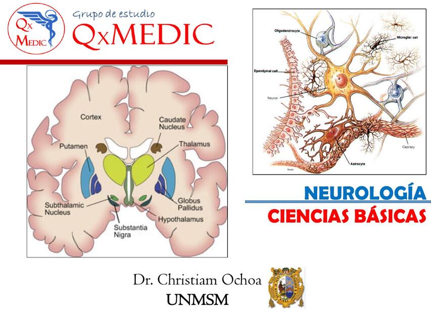 Neuroanatomia compress 1