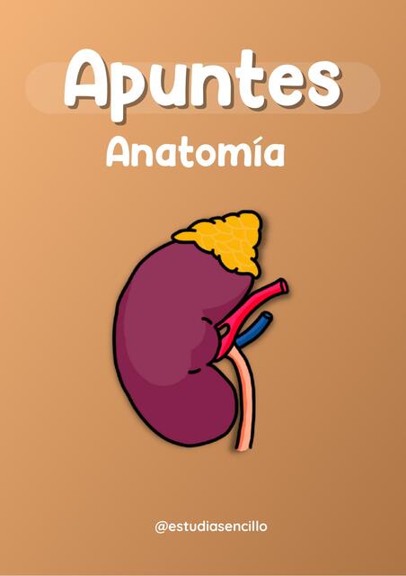 Apuntes de Anatomía Acceso