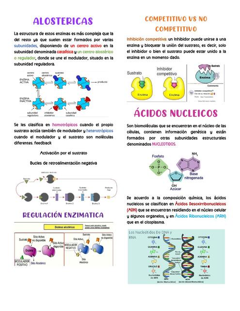 ENZIMAS ALOSTERICAS ACIDOS N ADN VITAMINAS