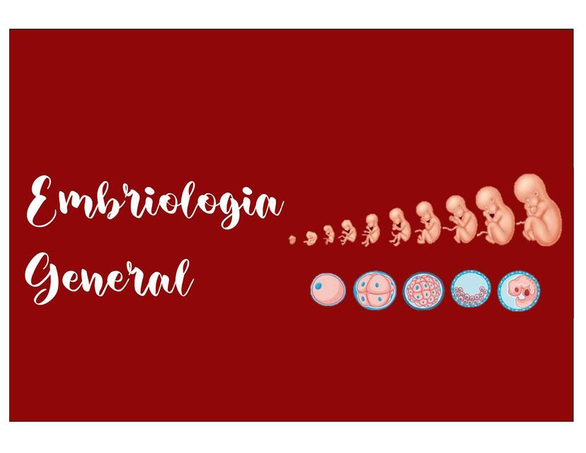 Histología y embriología | uDocz