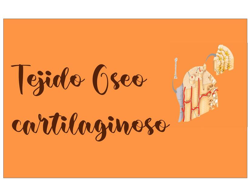 Histología y embriología | uDocz