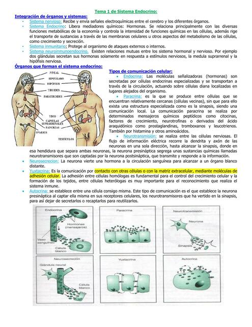 Sistema Endocrino I