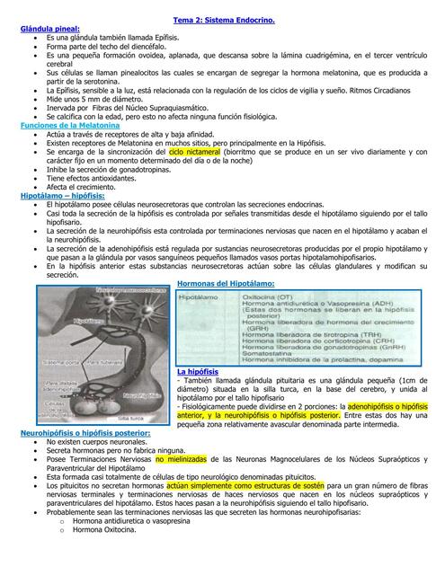 Sistema Endocrino II