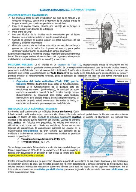 Sistema Endocrino III