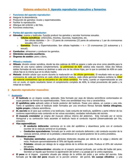 Sistema Endocrino V