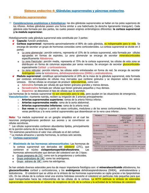 Sistema Endocrino IV