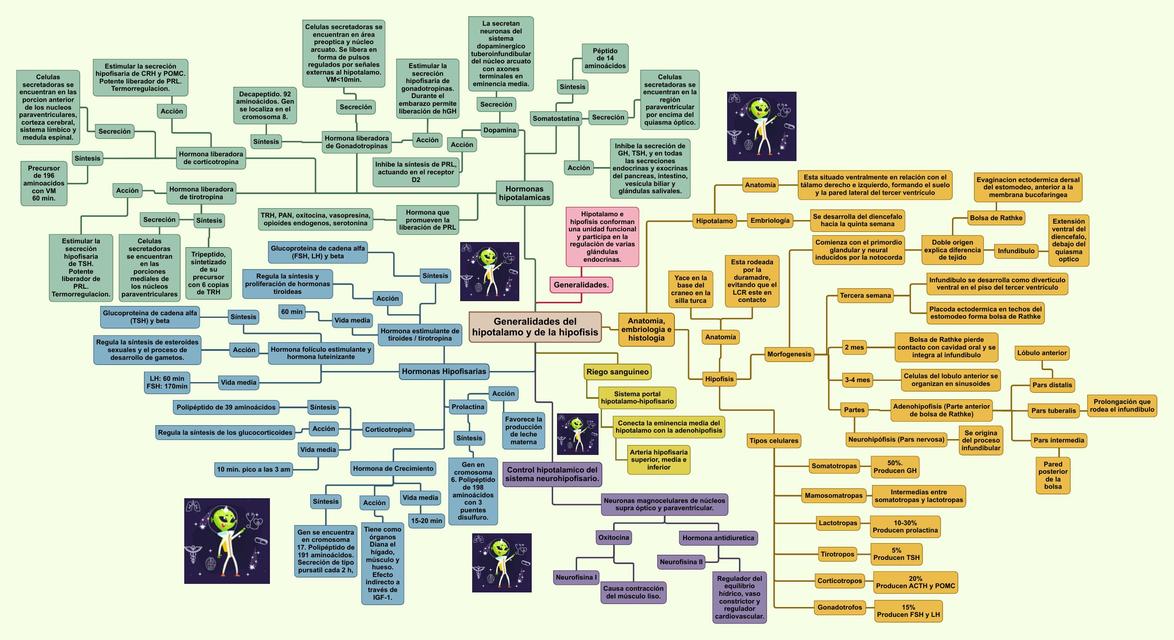 Generalidades del hipotalamo y de la hipofisis
