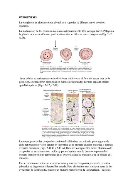 OVOGÉNESIS