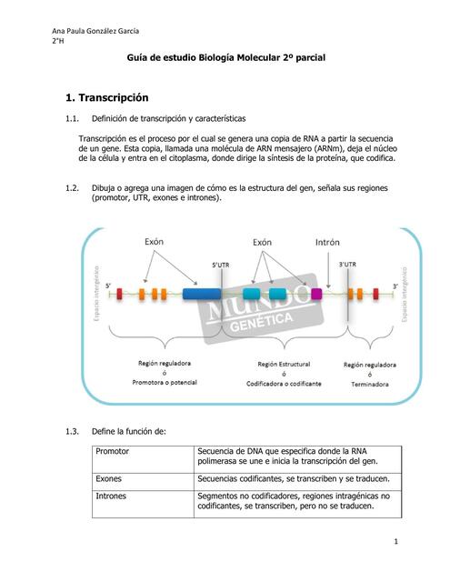 Guía de estudio Biología Molecular 2º parcial