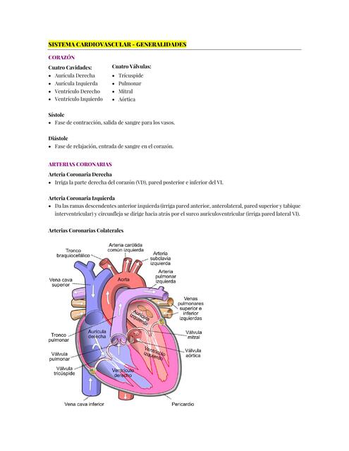 Sistema cardiovascular