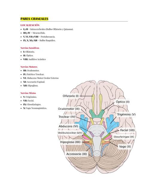 PARES CRANEALES