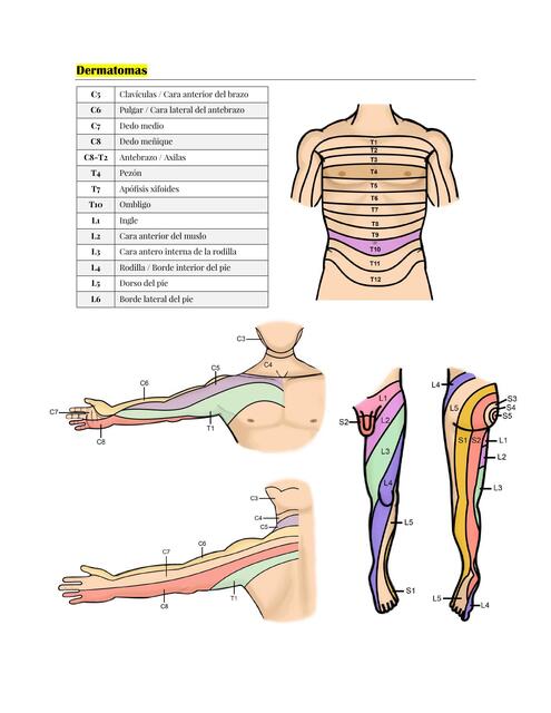 Dermatomas