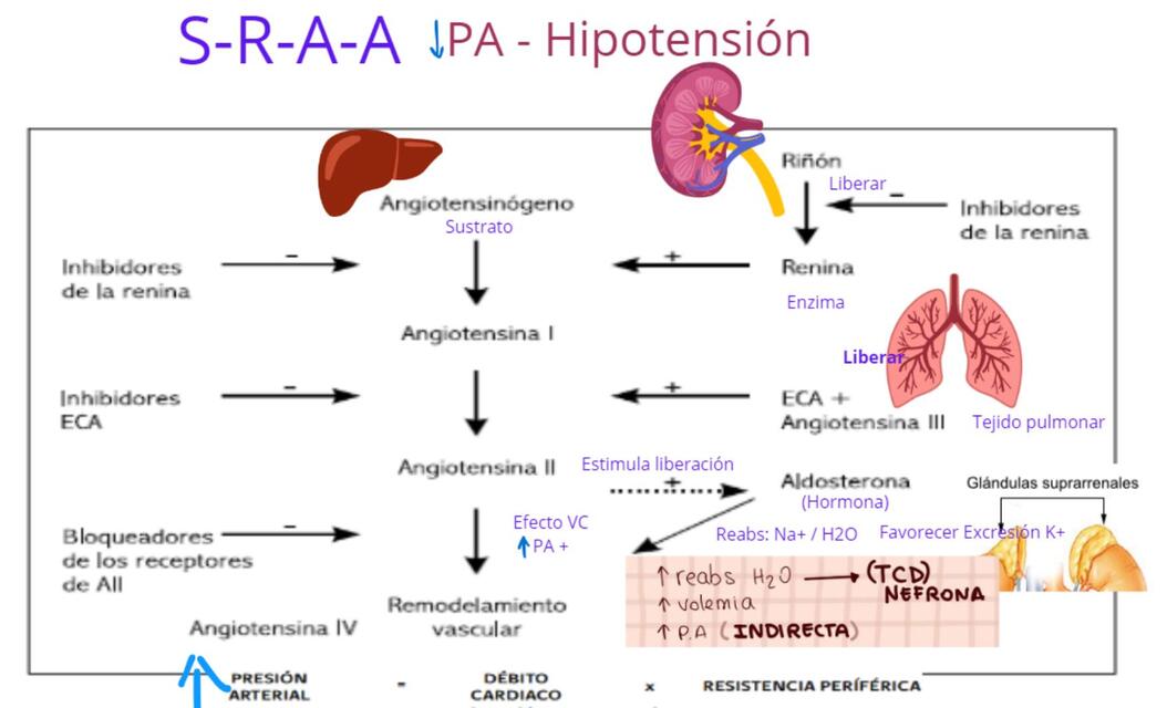 Sistema renina angiotensina aldosterona