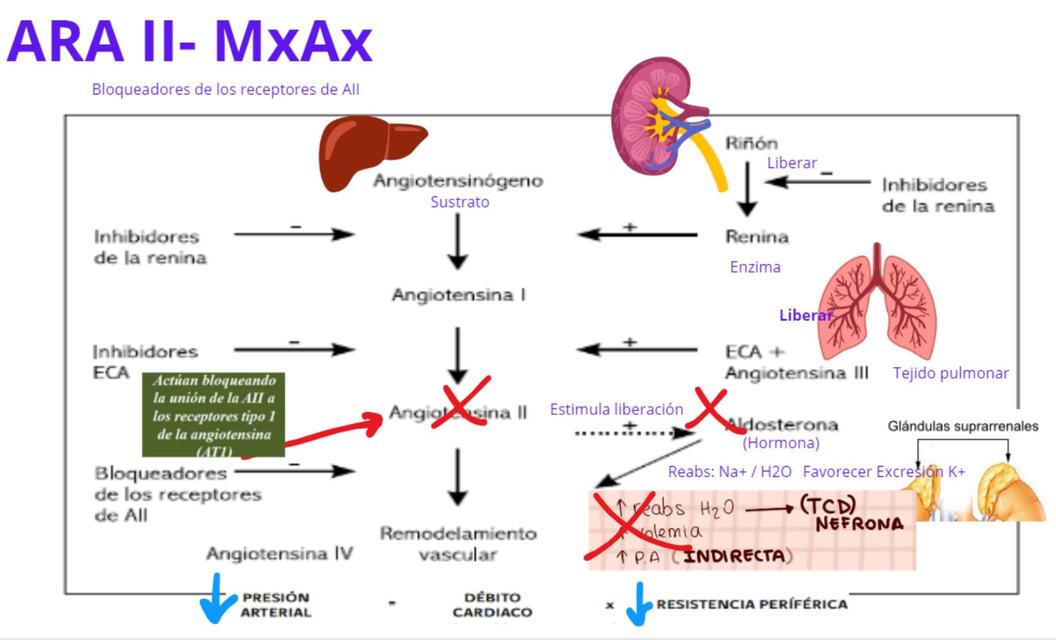 Mecanismo de acción de Bloqueadores de los receptores de Angiotensina II