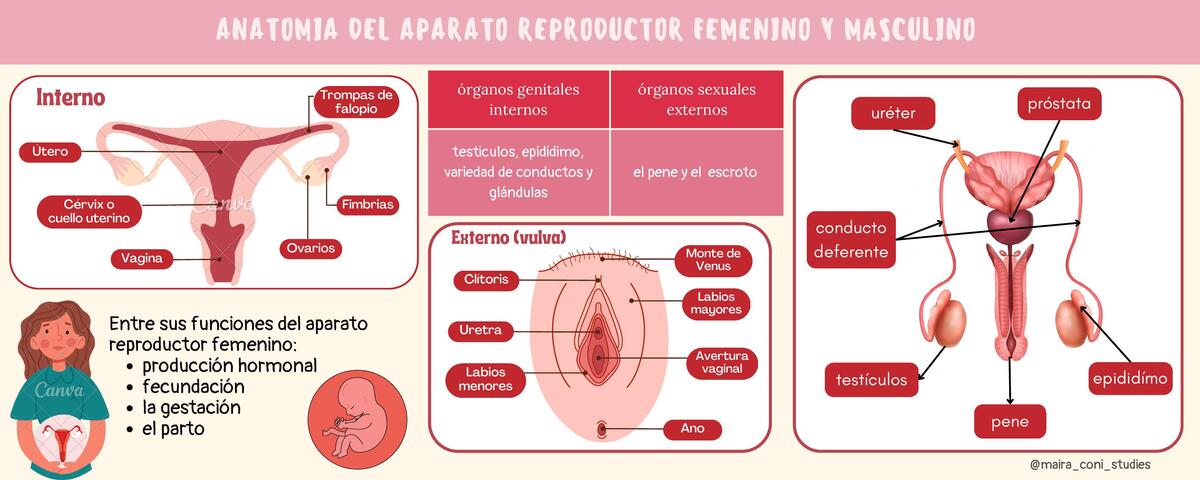 anatomia del aparato reproductor @maira_coni_studies