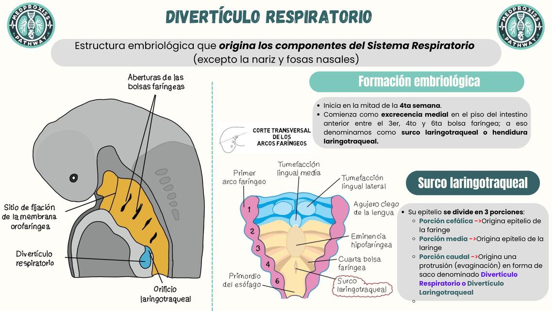 Divertículo Respiratorio (Embriología Respiratoria)