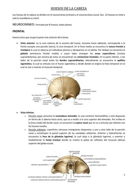 Huesos de la Cabeza
