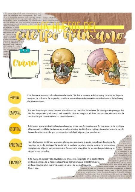 Apunte Digital de los Huesos del Cráneo convertido