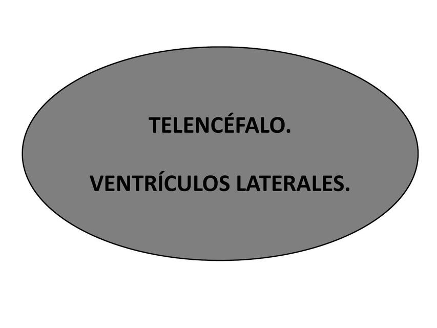 Telencéfalo y Ventrículos Laterales