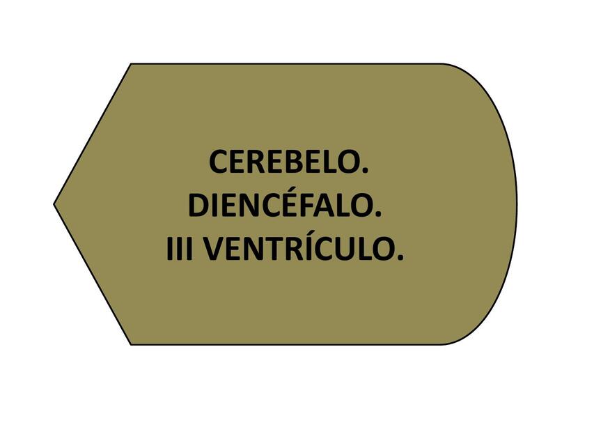 Cerebelo Diencéfalo y III Ventrículo