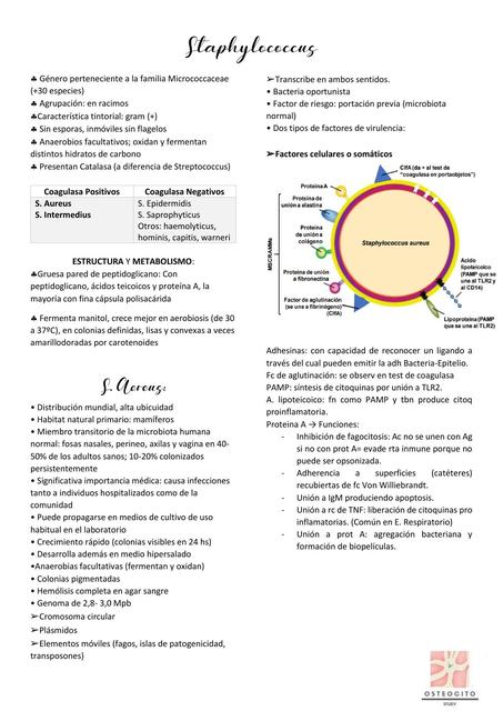 Staphylococcus