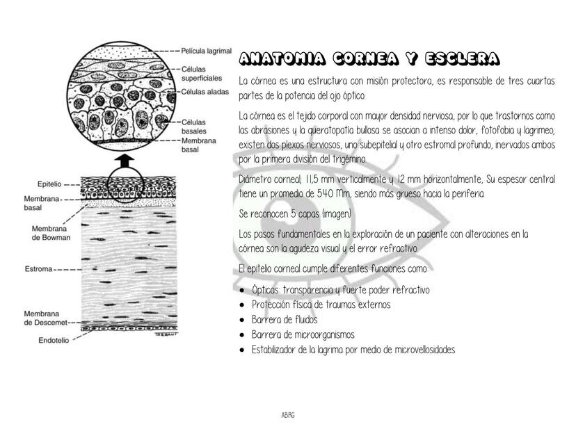 ANATOMIA CORNEA Y ESCLERA