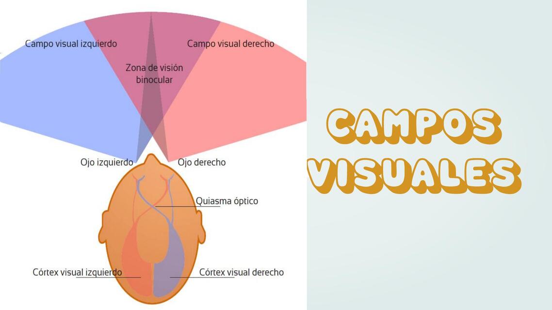 CAMPOS VISUALES PPT