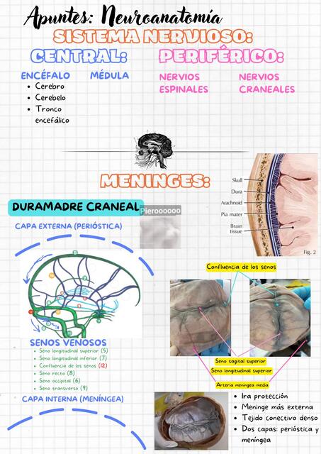 Apuntes de Neuroanatomía