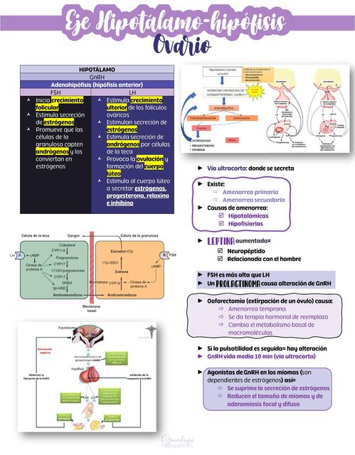 Eje Hipotálamo-hipófisis OVARIO