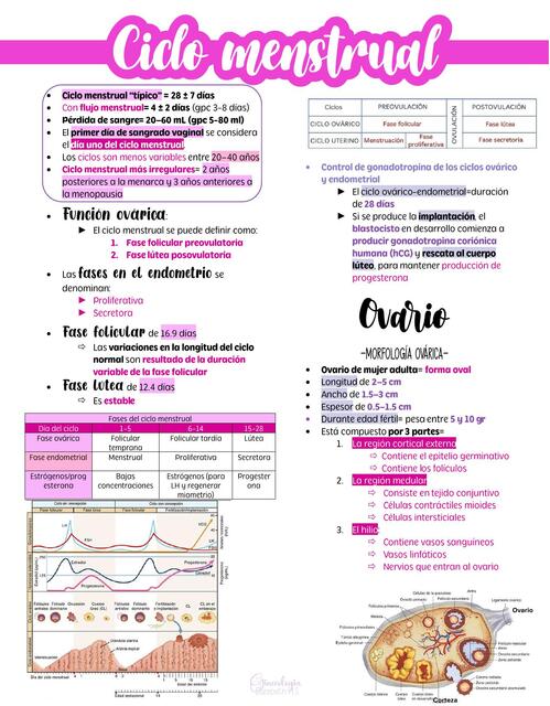 Generalidades: ciclo menstrual