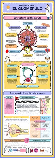 El Glomérulo