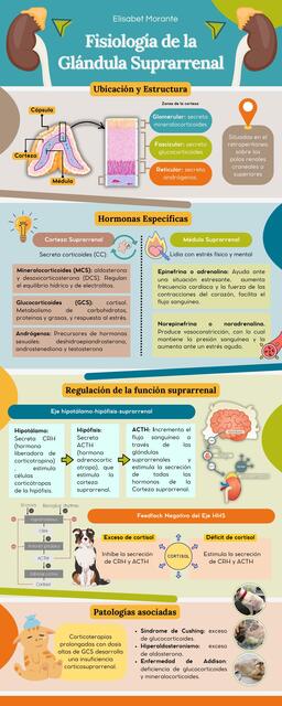 Fisiología de la Glándula Suprarrenal