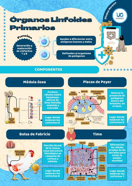 Órganos linfoides Primarios y Secundarios