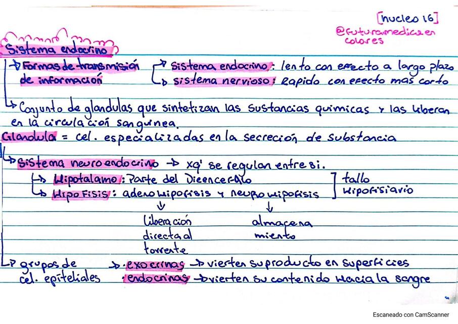 Núcleo 16 arti 3 La insulina