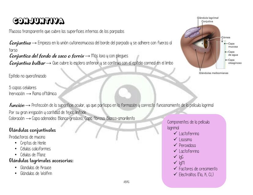 CONJUNTIVA