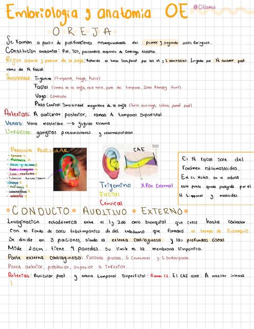 Anatomía, fisio y embrión del Oido Externo