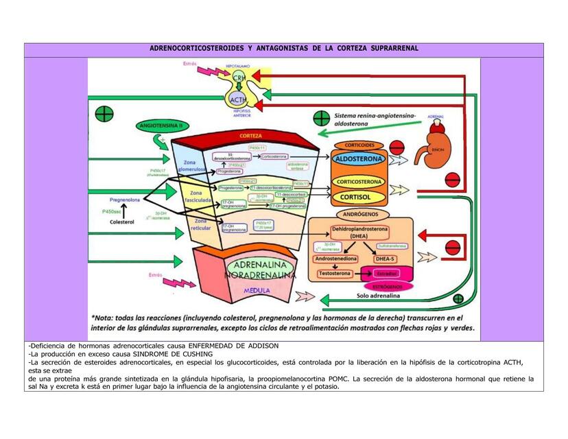 ADRENOCORTICOIDES Y ANTAGONISTAS DE LA CORTEZA SUPRARRENAL PARTE 1