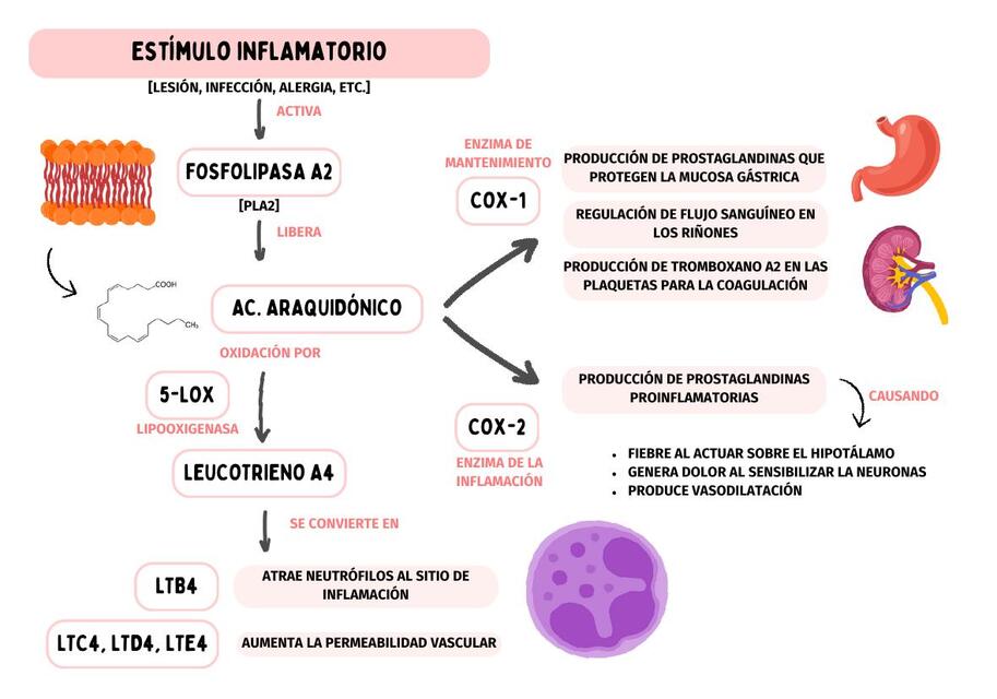 Síntesis de Prostaglandinas y Leucotrienos