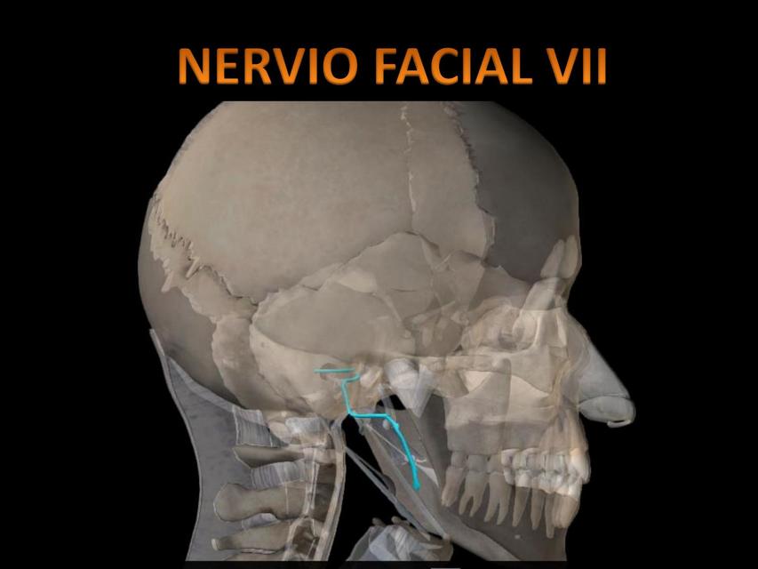 Par Craneal VII y VIII | Salud | Anatomía | uDocz