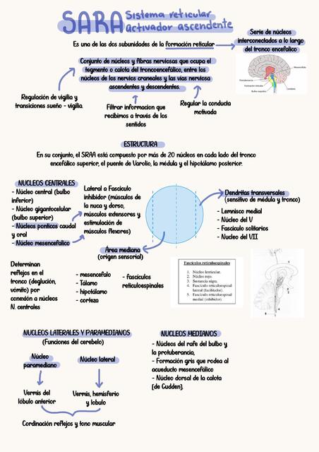 SISTEMA RETICULAR ACTIVADOR ASCENDENTE