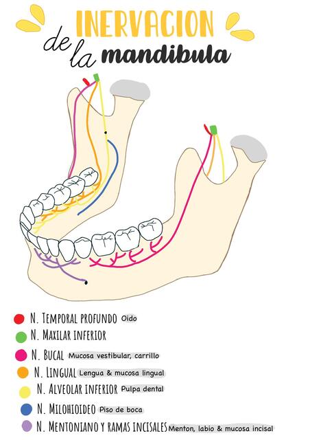 Inervacion de la mandíbula