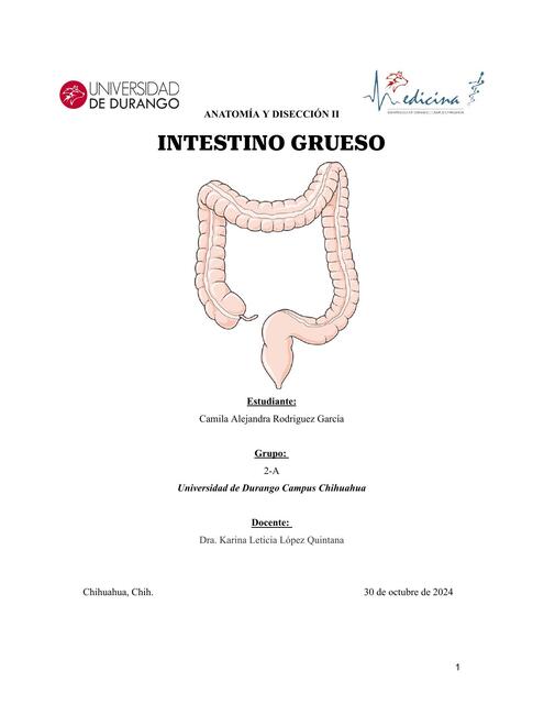 INTESTINO GRUESO ANATOMIA