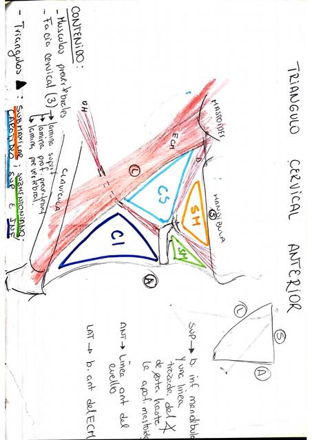 TRIANGULOS DEL CUELLO