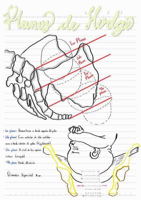 Planos de Hodge