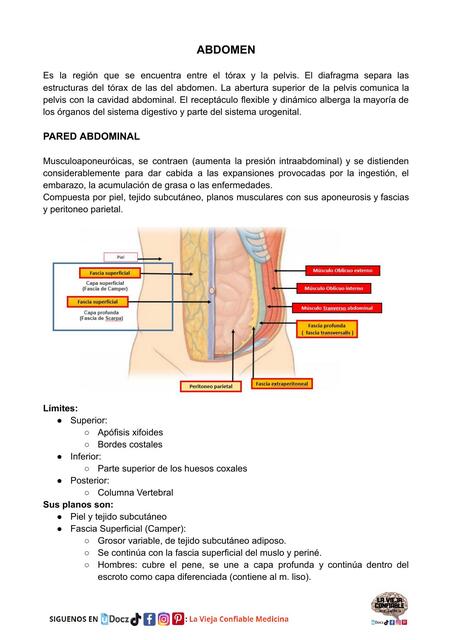 ANATOMIA PARED ABDOMINAL