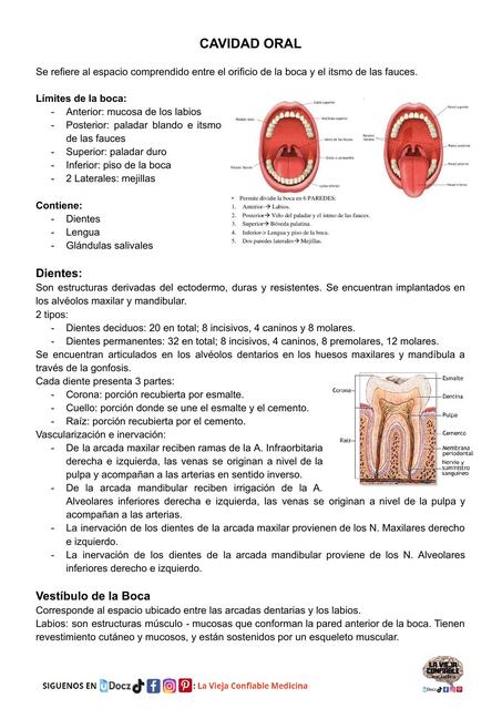 ANATOMIA CAVIDAD ORAL - ESÓFAGO