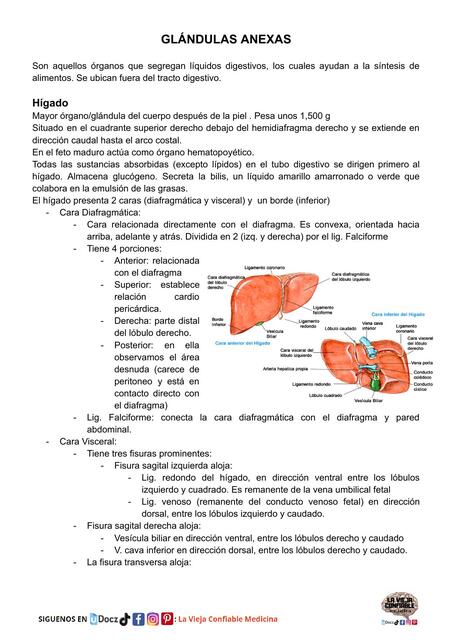 ANATOMIA GLÁNDULAS ANEXAS: HÍGADO, PANCREAS Y BAZO