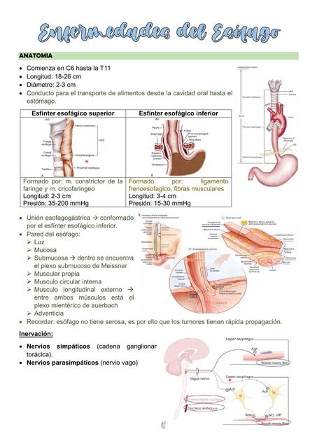 Enfermedades del Esófago
