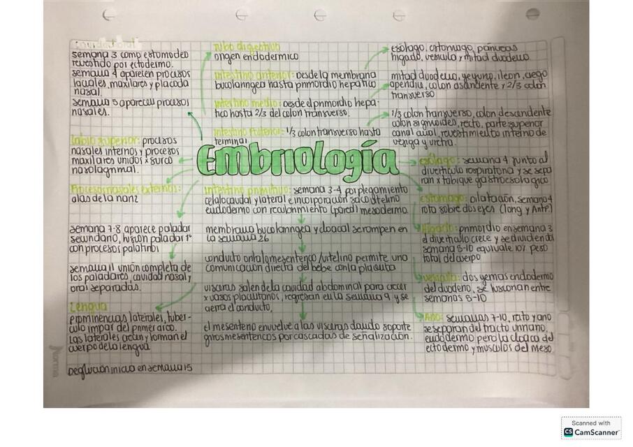 Embriología sistema digestivo